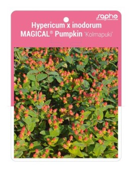 Hypericum x inodorum MAGICAL® Pumpkin 'Kolmapuki'