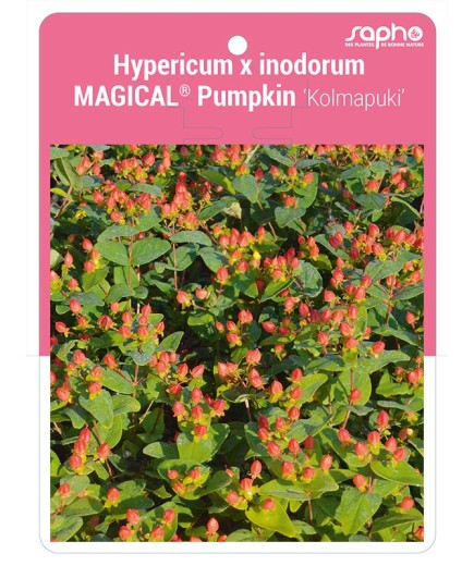 Hypericum x inodorum MAGICAL® Pumpkin 'Kolmapuki'