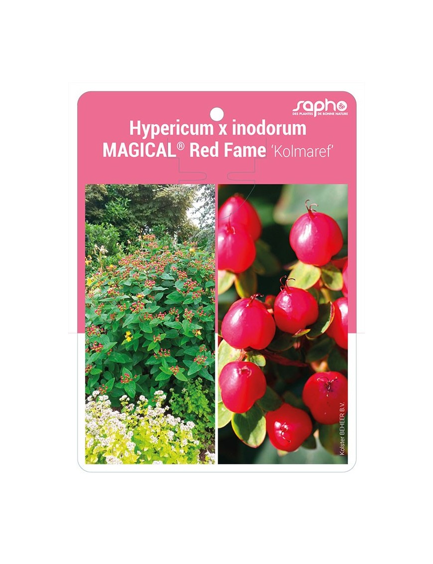 Hypericum x inodorum MAGICAL® Red Fame 'Kolmaref'