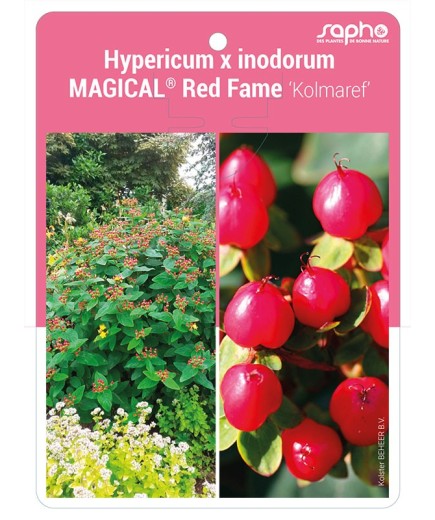 Hypericum x inodorum MAGICAL® Red Fame 'Kolmaref'