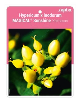 Hypericum x inodorum MAGICAL® Sunshine 'Kolmasun'