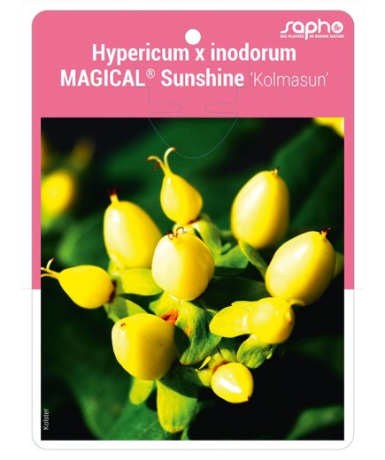 Hypericum x inodorum MAGICAL® Sunshine 'Kolmasun'