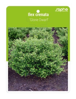 Ilex crenata 'Glorie Dwarf'