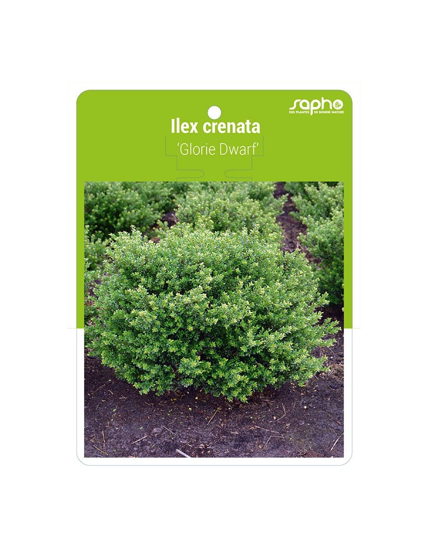 Ilex crenata 'Glorie Dwarf'
