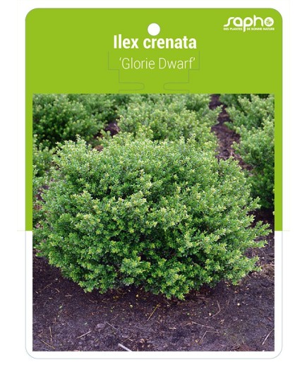 Ilex crenata 'Glorie Dwarf'