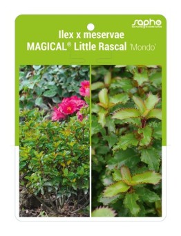 Ilex x meservae MAGICAL® Little Rascal 'Mondo'
