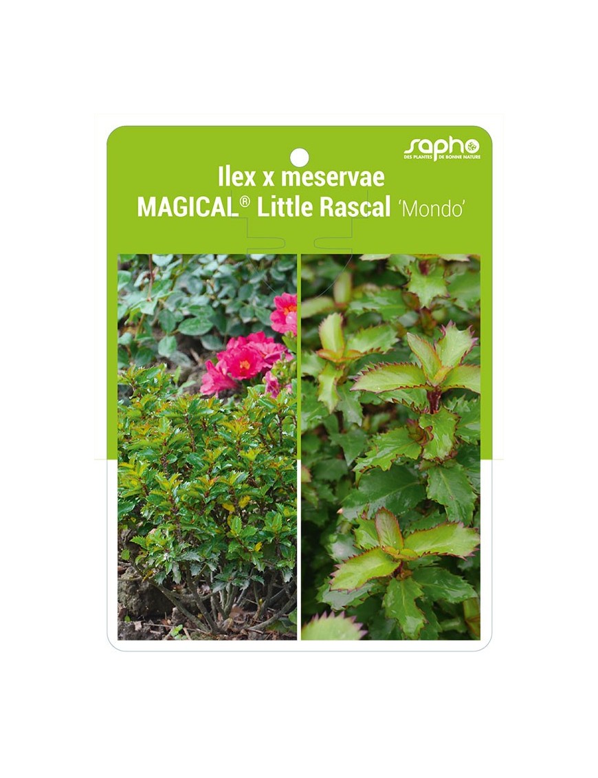 Ilex x meservae MAGICAL® Little Rascal 'Mondo'