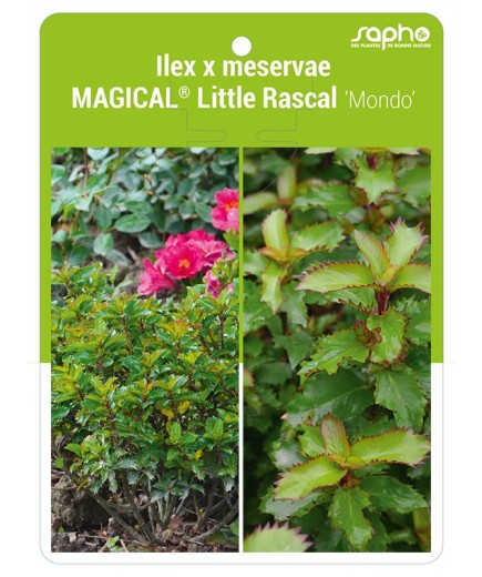 Ilex x meservae MAGICAL® Little Rascal 'Mondo'