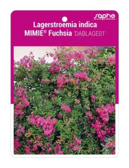 Lagerstroemia indica MIMIE® Fuchsia 'DABLAGE01'