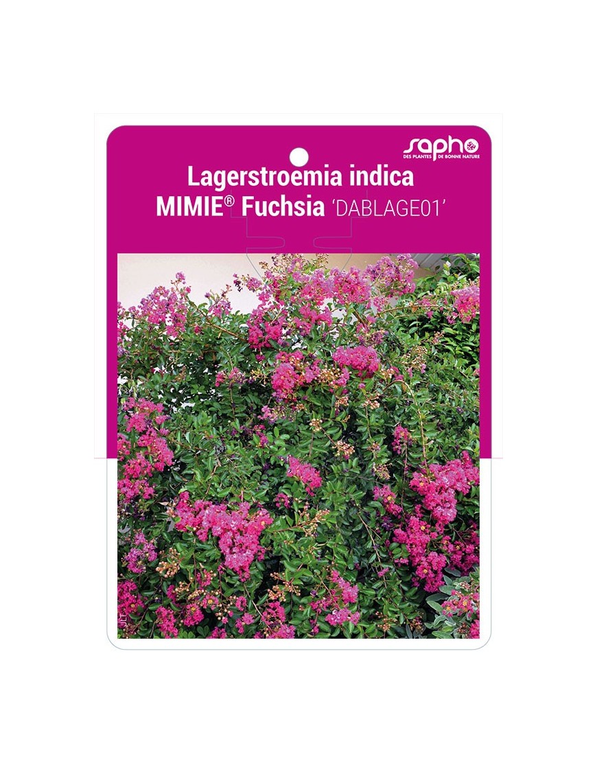 Lagerstroemia indica MIMIE® Fuchsia 'DABLAGE01'