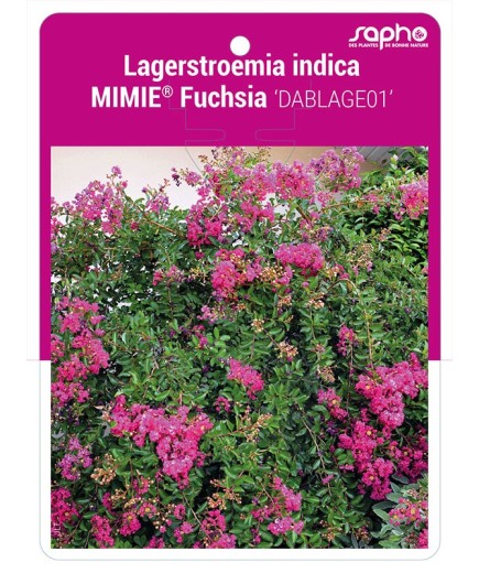 Lagerstroemia indica MIMIE® Fuchsia 'DABLAGE01'