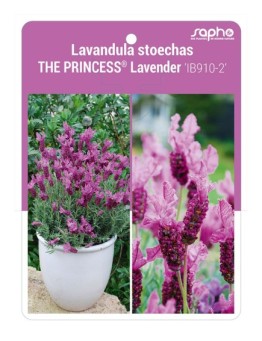 Lavandula stoechas THE PRINCESS® Lavender 'IB910-2'