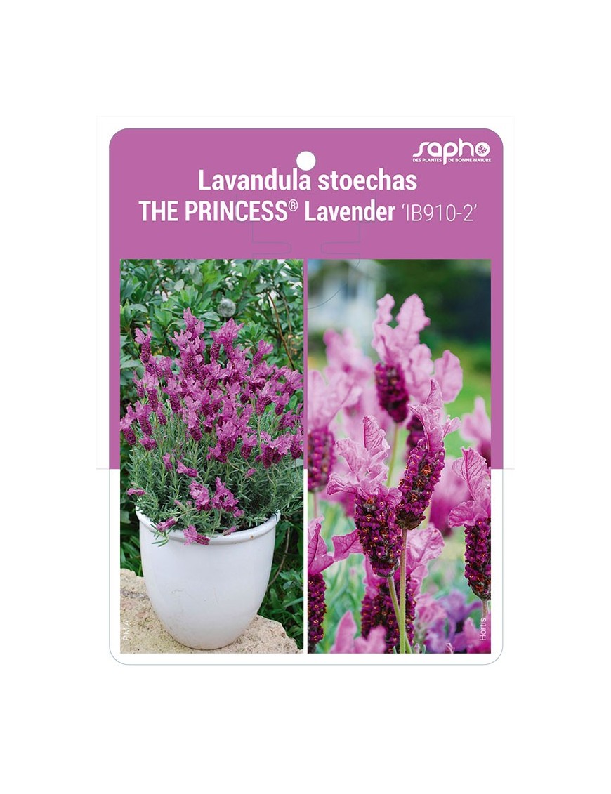 Lavandula stoechas THE PRINCESS® Lavender 'IB910-2'