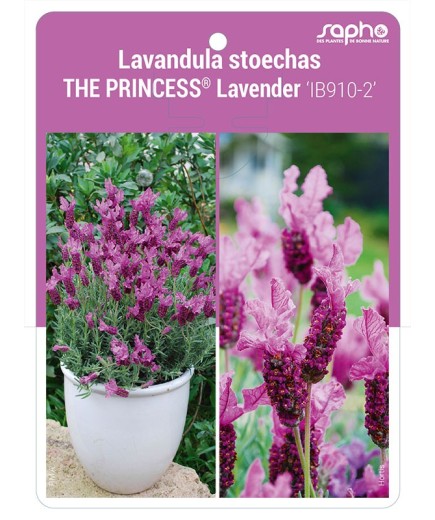 Lavandula stoechas THE PRINCESS® Lavender 'IB910-2'