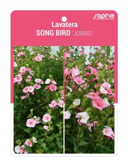 Lavatera SONG BIRD 'JOBIRD'
