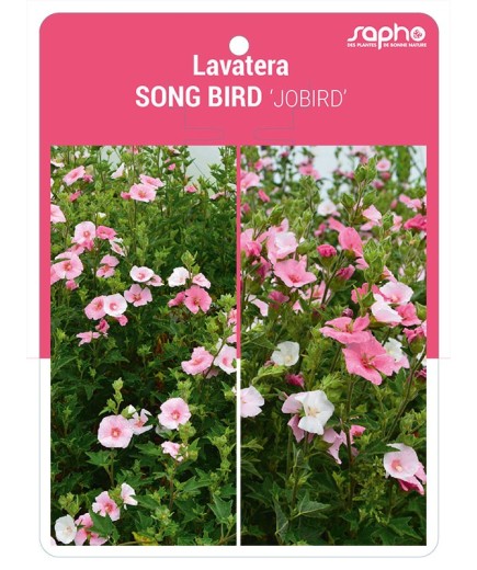 Lavatera SONG BIRD 'JOBIRD'