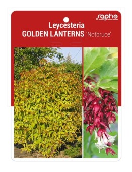 Leycesteria GOLDEN LANTERNS 'Notbruce'