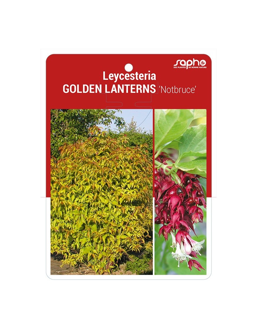 Leycesteria GOLDEN LANTERNS 'Notbruce'
