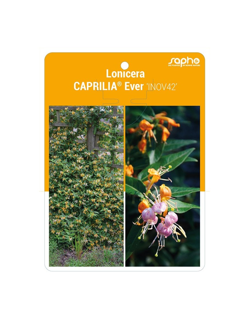 Lonicera CAPRILIA® Ever ‘INOV42’