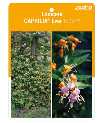 Lonicera CAPRILIA® Ever ‘INOV42’