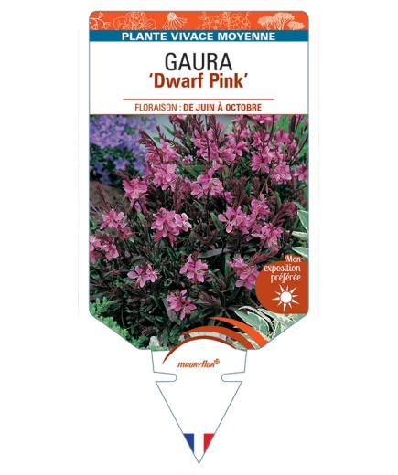 GAURA (lindheimeri) Dwarf Pink