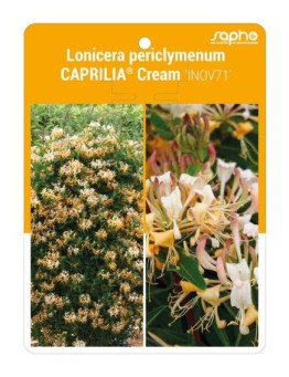 Lonicera periclymenum CAPRILIA® Cream ‘INOV71’