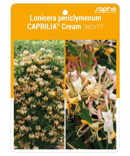 Lonicera periclymenum CAPRILIA® Cream ‘INOV71’