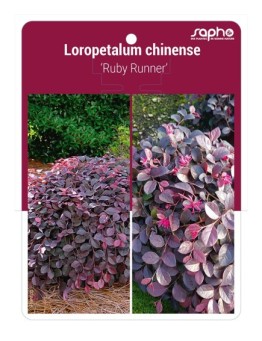 Loropetalum chinense 'Ruby Runner'