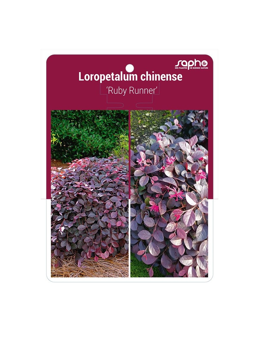 Loropetalum chinense 'Ruby Runner'