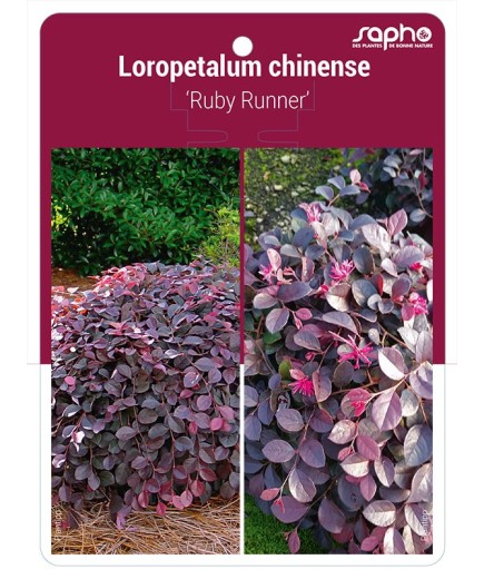 Loropetalum chinense 'Ruby Runner'