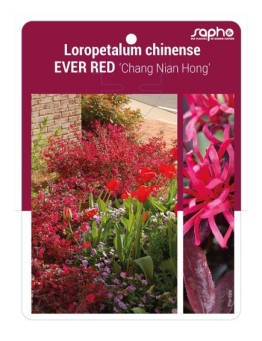 Loropetalum chinense EVER RED ‘Chang Nian Hong’