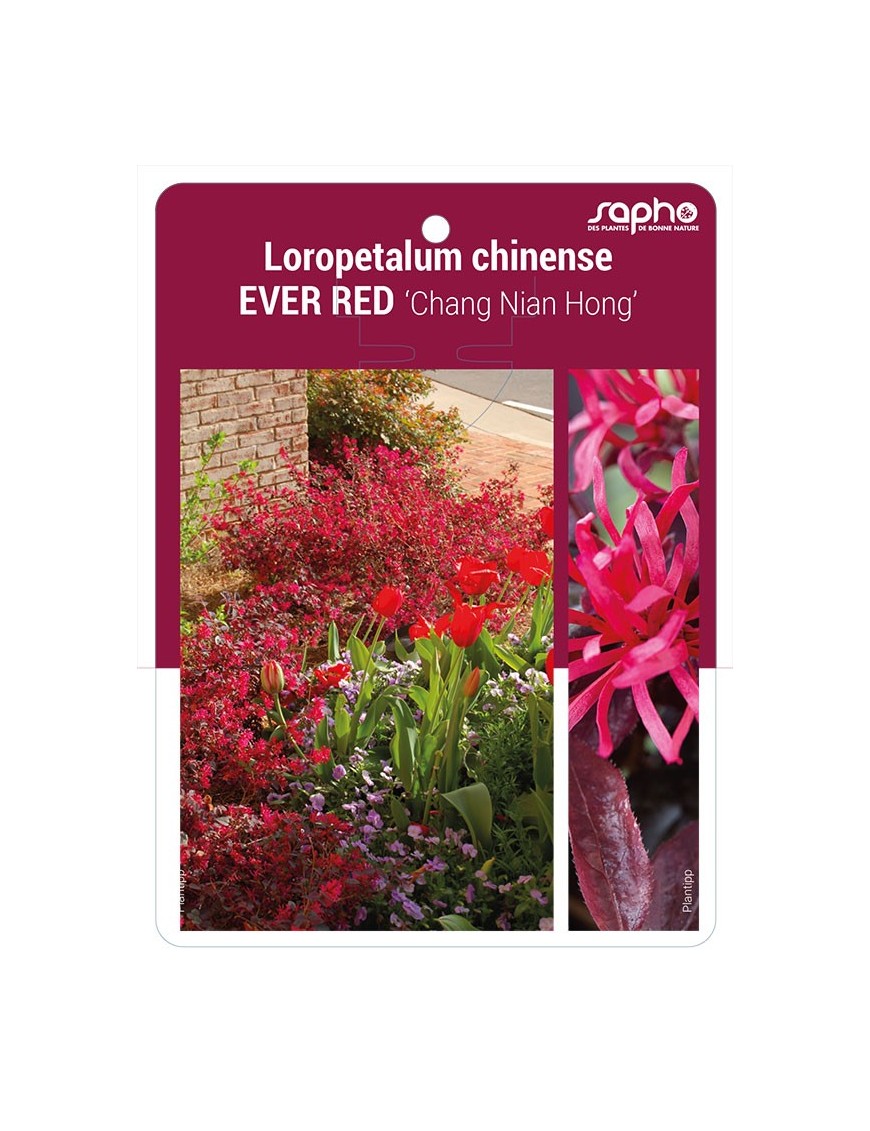 Loropetalum chinense EVER RED ‘Chang Nian Hong’