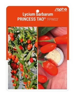 Lycium barbarum PRINCESS TAO® 'FPW03'