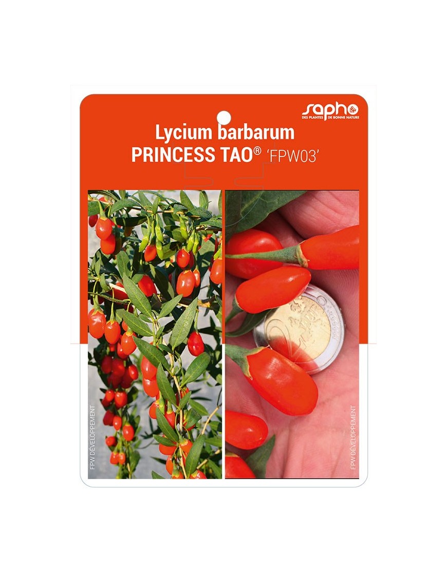 Lycium barbarum PRINCESS TAO® 'FPW03'