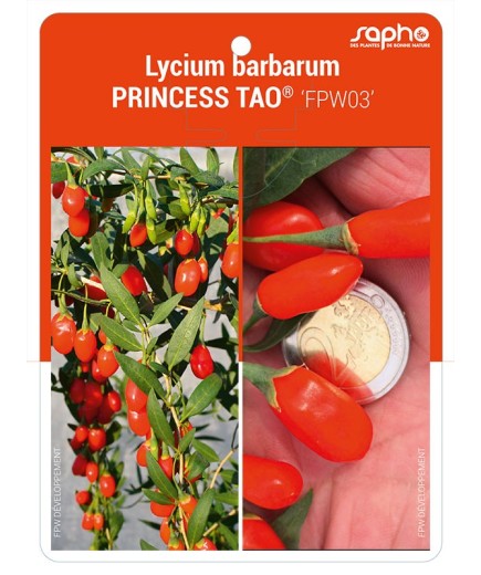 Lycium barbarum PRINCESS TAO® 'FPW03'
