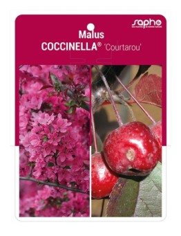 Malus COCCINELLA® ‘Courtarou’