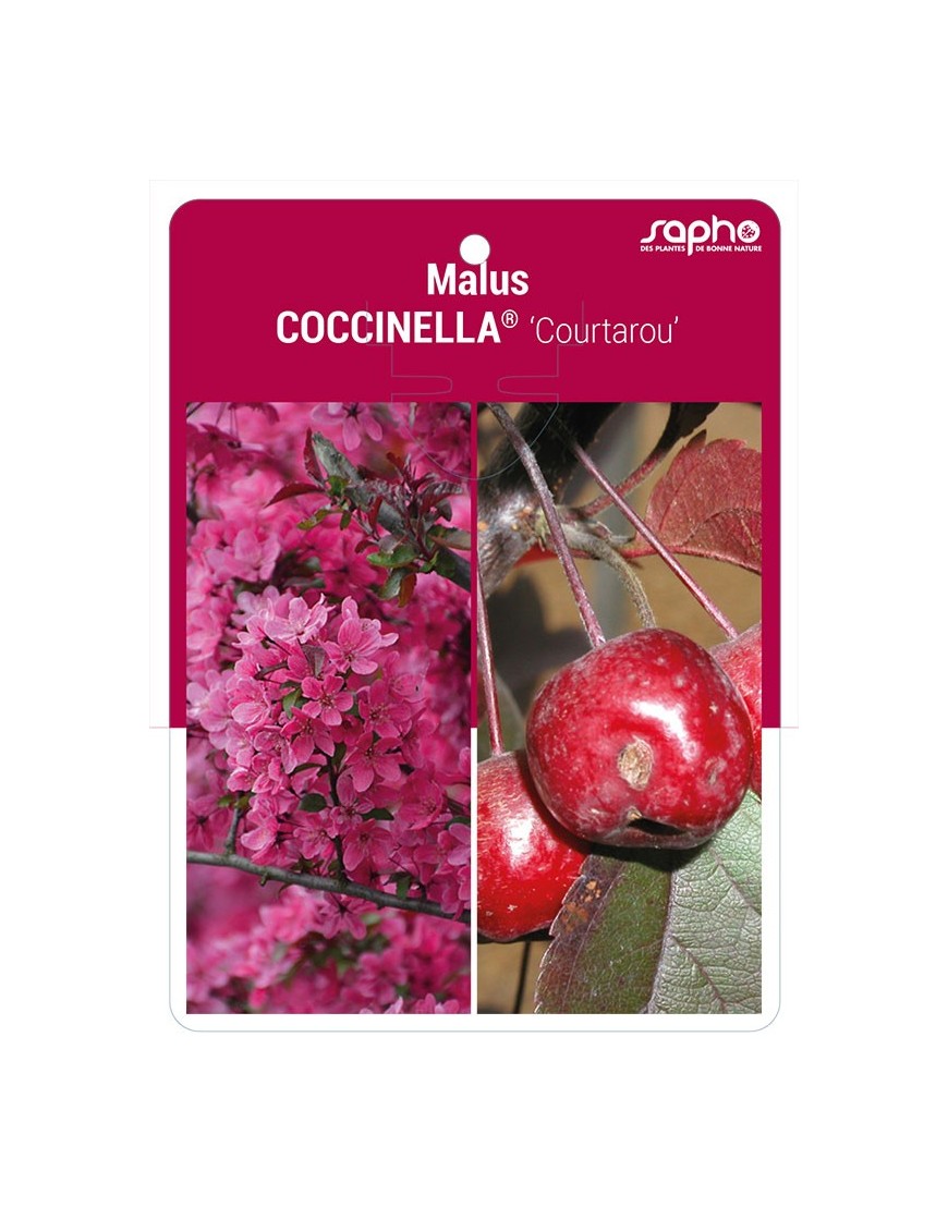 Malus COCCINELLA® ‘Courtarou’