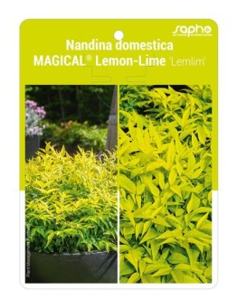 Nandina domestica MAGICAL® Lemon-Lime 'Lemlim'