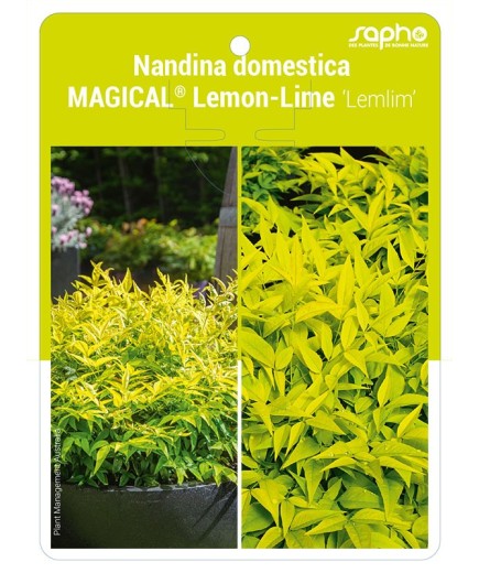 Nandina domestica MAGICAL® Lemon-Lime 'Lemlim'