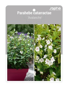 Parahebe catarractae 'Avalanche'