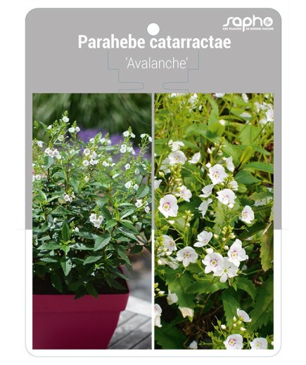 Parahebe catarractae 'Avalanche'