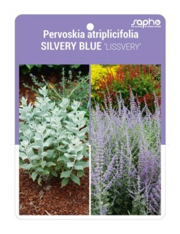 Pervoskia atriplicifolia SILVERY BLUE 'LISSVERY'