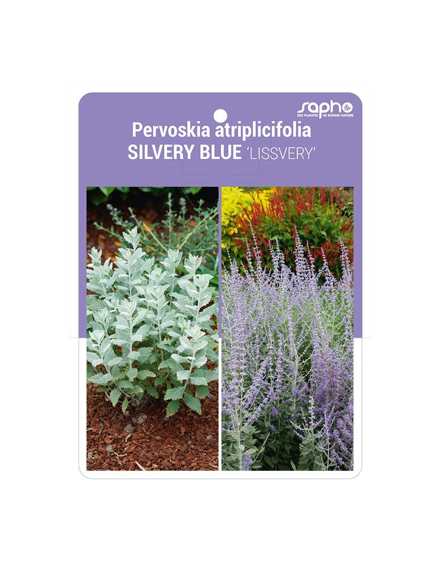 Pervoskia atriplicifolia SILVERY BLUE 'LISSVERY'
