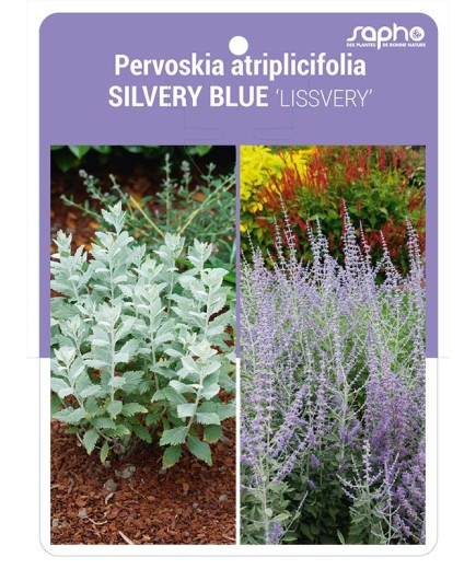Pervoskia atriplicifolia SILVERY BLUE 'LISSVERY'