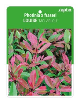 Photinia x fraseri LOUISE ‘MCLARLOU’