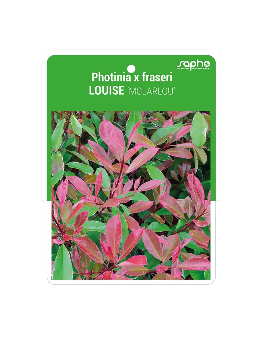 Photinia x fraseri LOUISE ‘MCLARLOU’