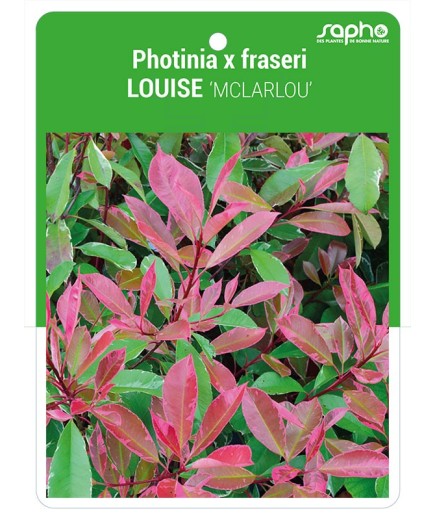 Photinia x fraseri LOUISE ‘MCLARLOU’