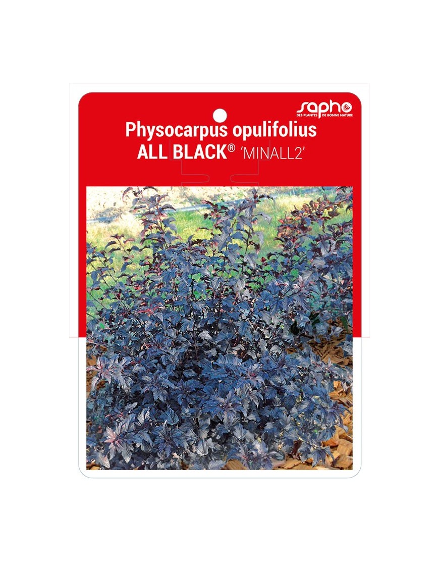 Physocarpus opulifolius ALL BLACK® ‘MINALL2’