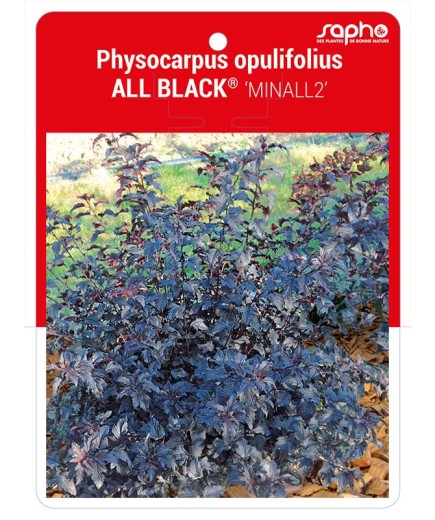Physocarpus opulifolius ALL BLACK® ‘MINALL2’