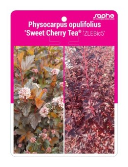 Physocarpus opulifolius ’Sweet Cherry Tea® ‘ZLEBic5’
